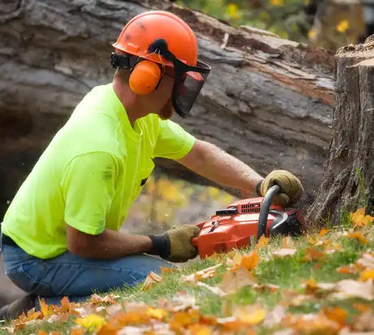 tree services Chittenango